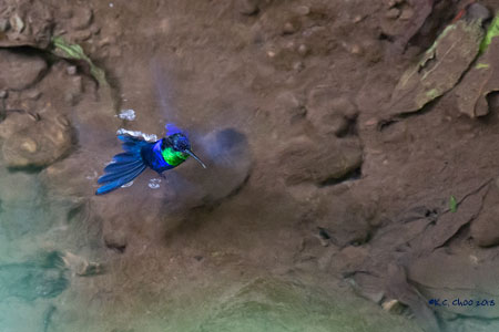 Violet-crowned Woodnymph