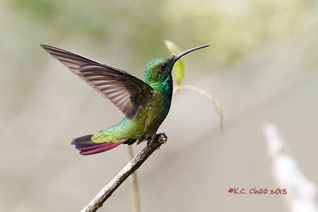 Violet-crowned Woodnymph