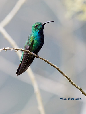 Violet-crowned Woodnymph