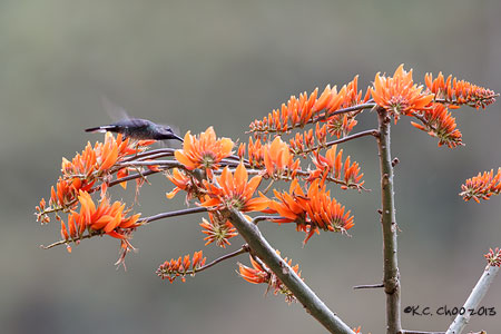 Violet Sabrewing