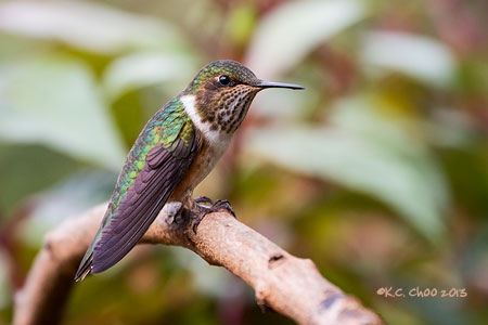 Volcano Hummingbird