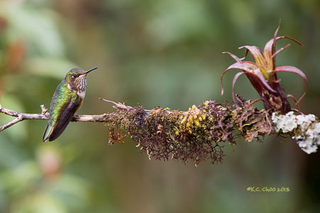 Volcano Hummingbird