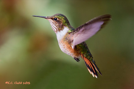 Volcano Hummingbird