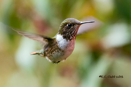 Volcano Hummingbird