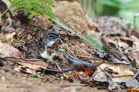White-breasted Wood-wren