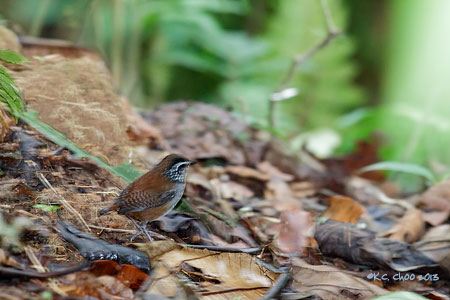 White-breasted Wood-wren