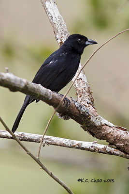 White-lined Tanager