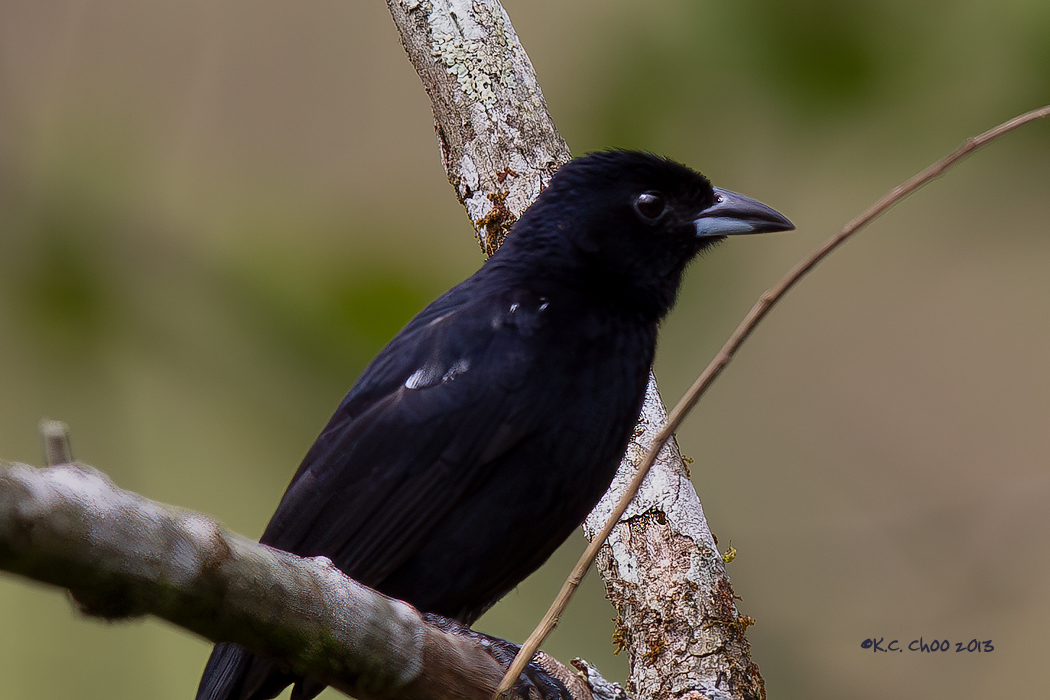 White-lined Tanager