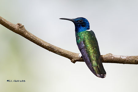 White-necked Jacobin