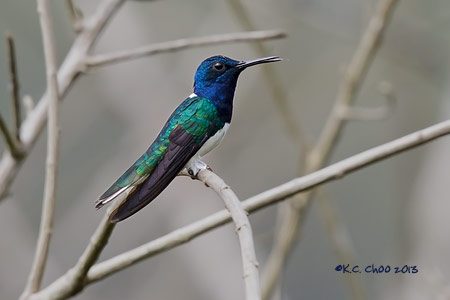 White-necked Jacobin