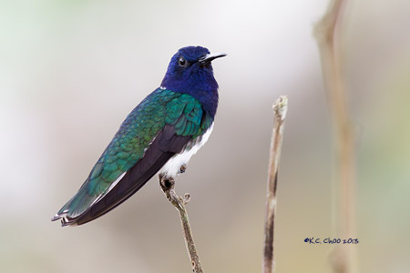 White-necked Jacobin