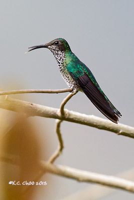 White-necked Jacobin