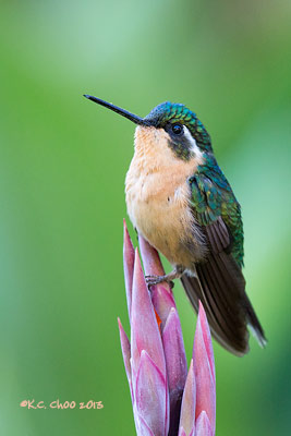 White-throated Mountain-gem