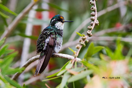 White-throated Mountain-gem