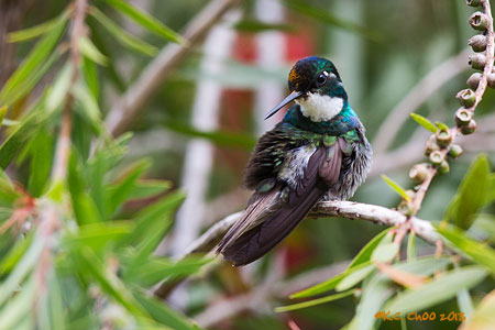White-throated Mountain-gem