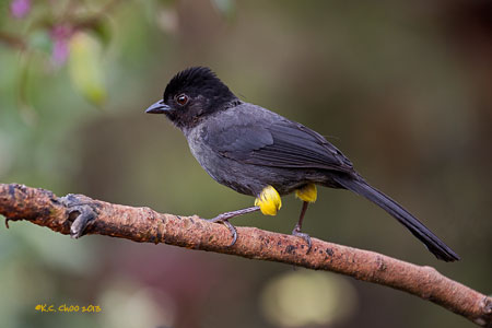 Yellow-thighed Finch