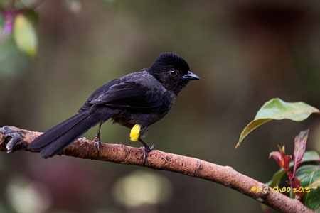 Yellow-thighed Finch