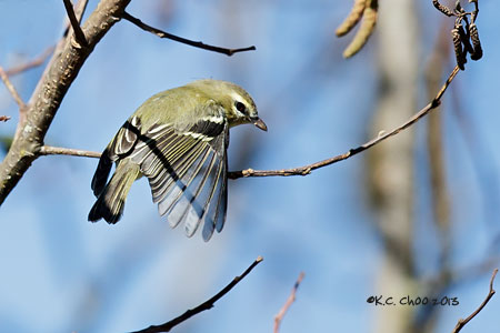 Yellow-winged Vireo