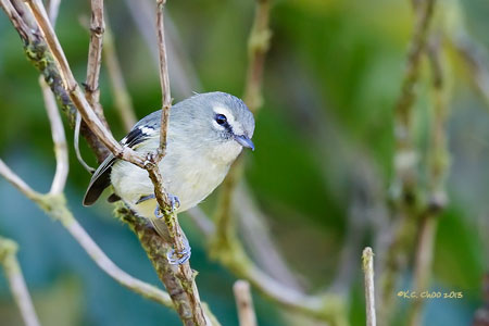Yellow-winged Vireo