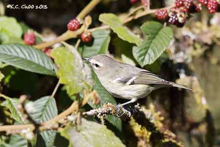 Yellow-winged Vireo