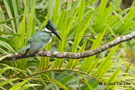 Amazon Kingfisher