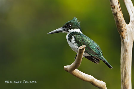 Amazon Kingfisher