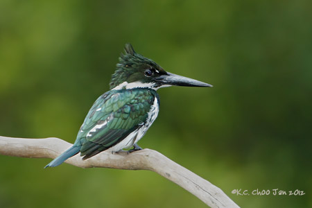 Amazon Kingfisher
