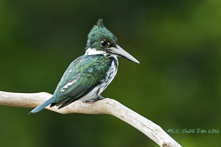 Amazon Kingfisher