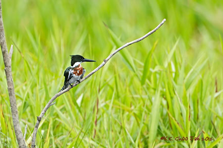 Amazon Kingfisher