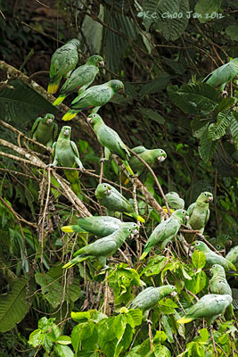 Mealy Parrot