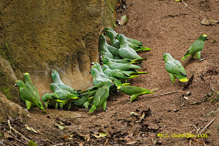 Mealy Parrot