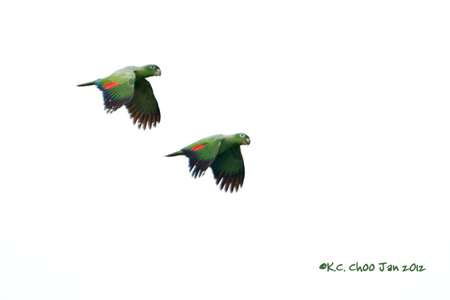 Mealy Parrot