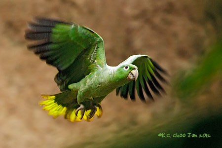 Mealy Parrot