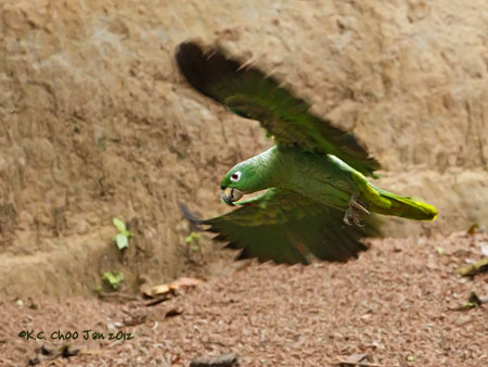 Mealy Parrot