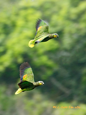 Orange-winged Parrot