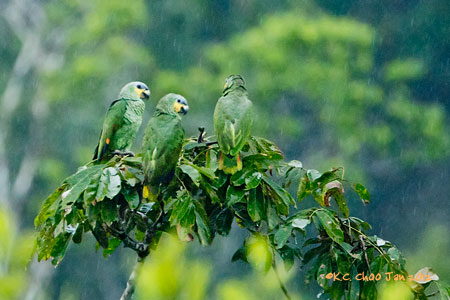 Orange-winged Parrot