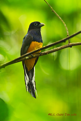 White-tailed Trogon