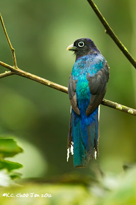 White-tailed Trogon