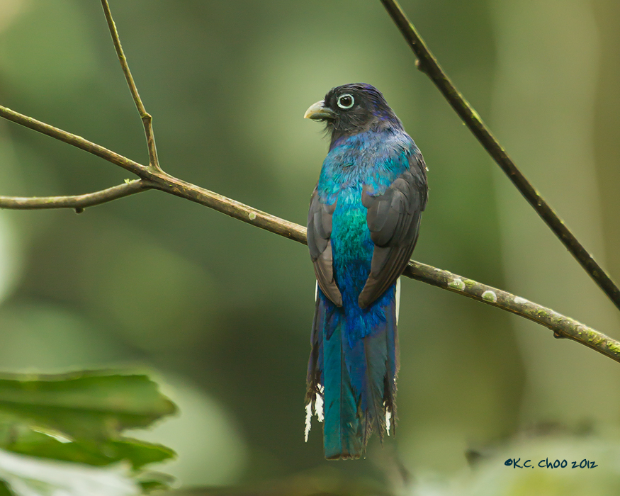 White-tailed Trogon