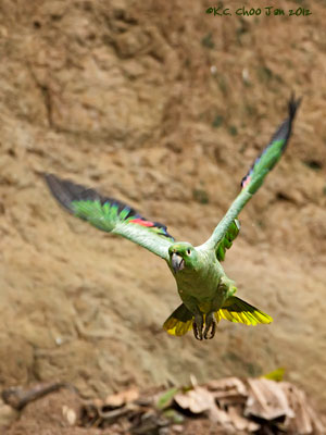 Yellow-crowned Amazon Parrot