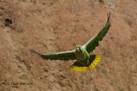 Yellow-crowned Amazon Parrot