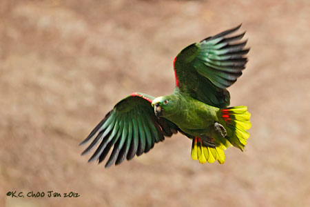 Yellow-crowned Amazon Parrot