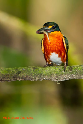American Pygmy Kingfisher