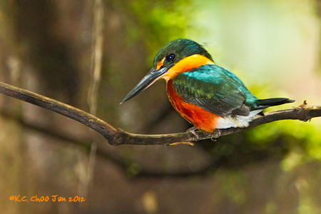 American Pygmy Kingfisher
