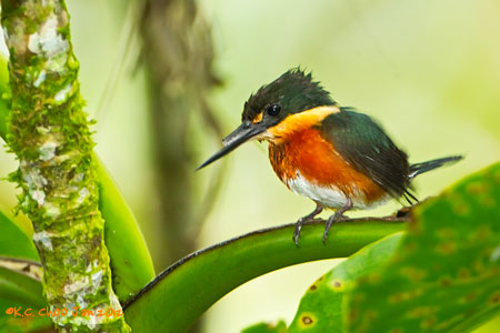 American Pygmy Kingfisher