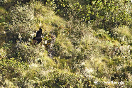 Andean Condor