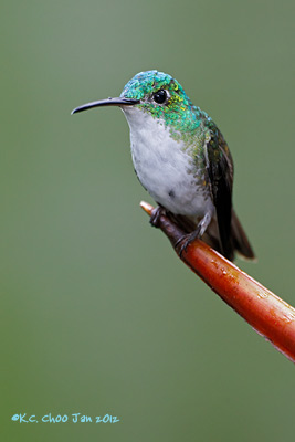 Andean Emerald