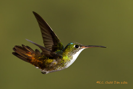 Andean Emerald