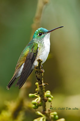 Andean Emerald