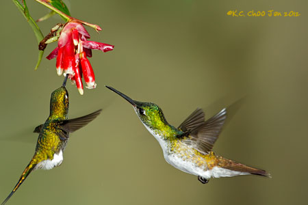 Andean Emerald